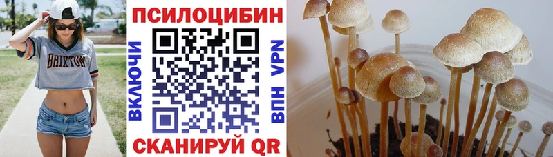 купить закладку  Курчатов  Псилоцибиновые грибы Magic Shrooms 