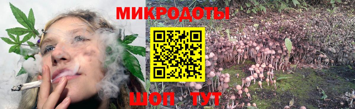Псилоцибиновые грибы Psilocybe Курчатов