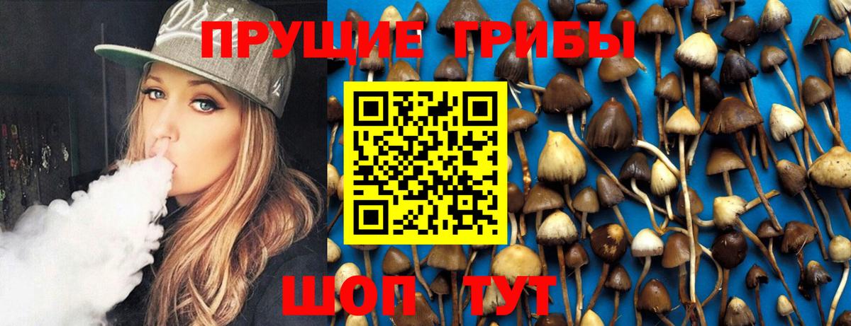 Курчатов  Псилоцибиновые грибы мицелий  Вход с VPN 